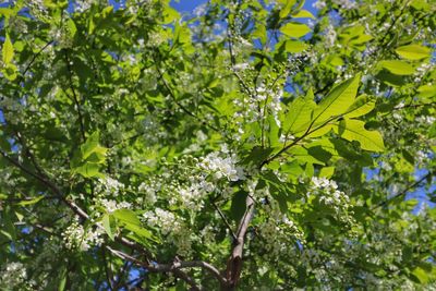 Low angle view of flowering tree