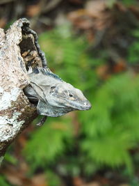 Iguana in a tree 