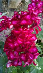 Close-up of pink flowers blooming outdoors