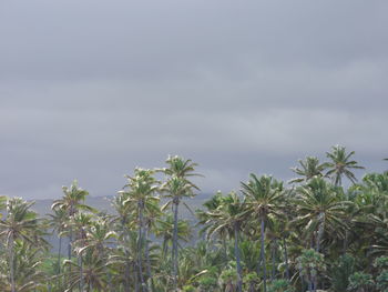 Plants and trees against sky