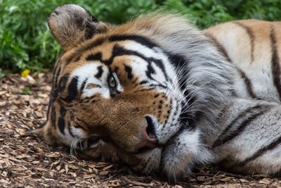 Close-up portrait of a tiger resting