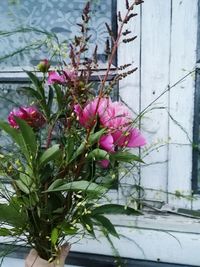 Close-up of pink flowering plant