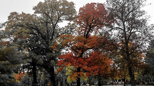 Low angle view of autumnal trees against sky