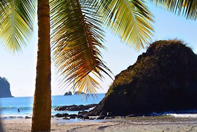 Palm trees on beach against sky