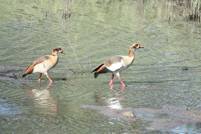 Ducks on a lake