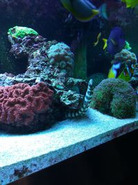 Close-up of fish swimming in aquarium