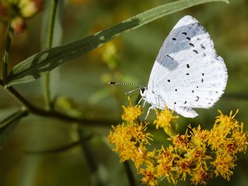 Close-up of butterfly pollinating on flower