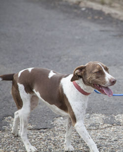 Bird dog walking on a leash