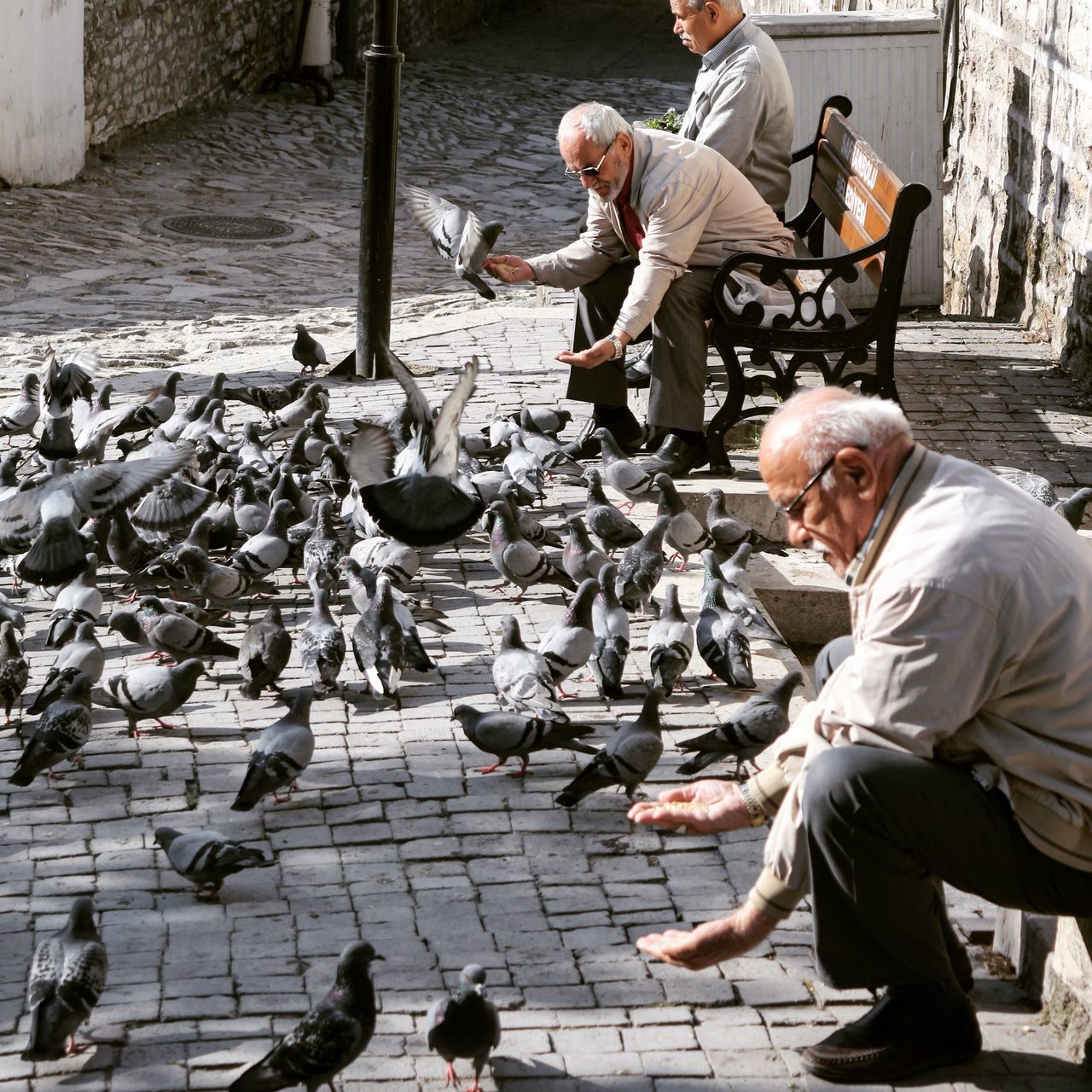 senior adult, senior men, gray hair, only men, full length, day, men, side view, outdoors, adult, adults only, togetherness, bird, working seniors, people