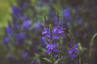 Close-up of purple flowering plant on field