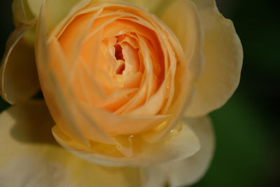 Close-up of rose flower