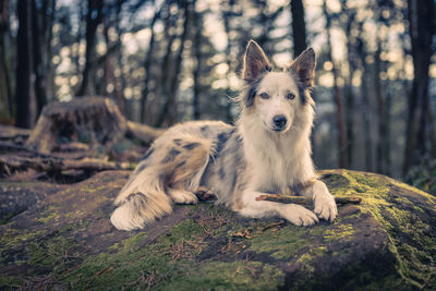 Close-up of dog