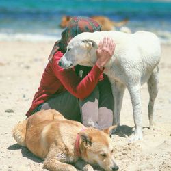 View of dog on sand