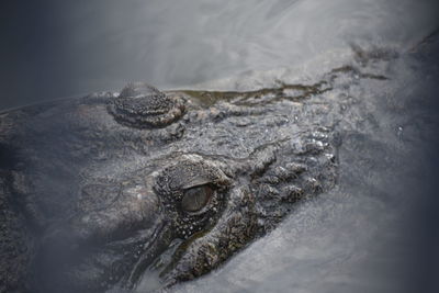 Close-up of crocodile in the water