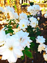 Close-up of white flowers blooming on tree