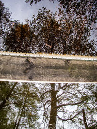 Low angle view of trees