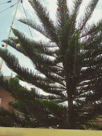Low angle view of palm trees against sky