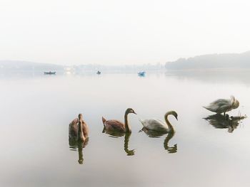 Birds swimming in lake