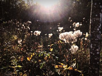 Close-up of fresh white flower plants against bright sun