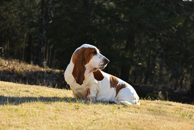 Dog looking away on grassy field