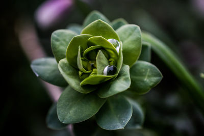 Close-up of green caterpillar