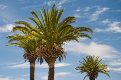 Low angle view of palm tree against sky