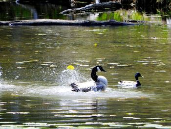 Ducks swimming in lake