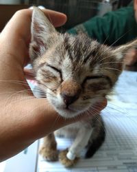 Close-up of hand holding kitten