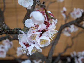 Close-up of white cherry blossom