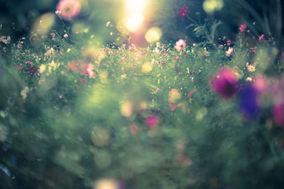 Close-up of plants against blurred background