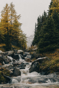 Stream flowing through rocks in forest