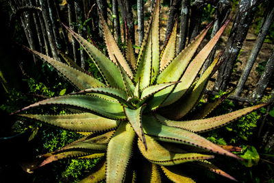 Close-up of fresh green plant