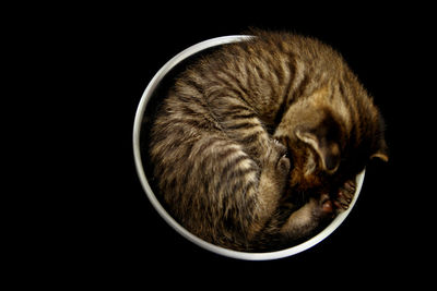 Close-up of cat sleeping against black background