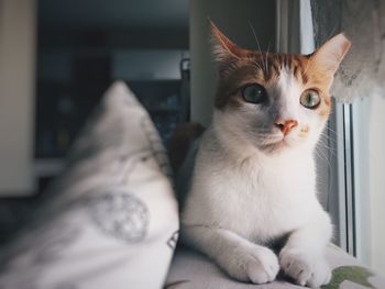 Close-up portrait of cat sitting at home