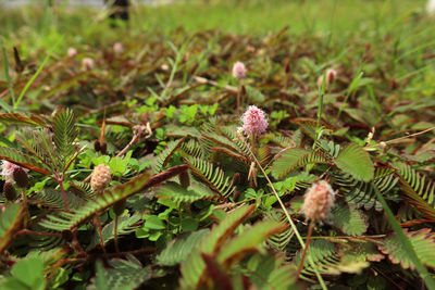 Close-up of flowering plant growing on field