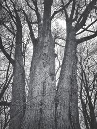 Low angle view of bare trees against sky