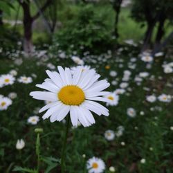 Close-up of white daisy flower on field