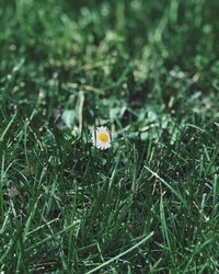 Yellow flowering plants on field