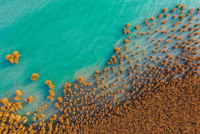 High angle view of coral on beach