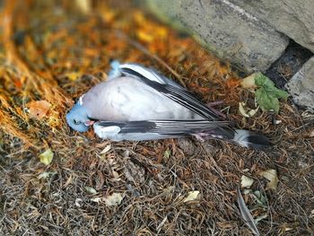 High angle view of bird perching on a field