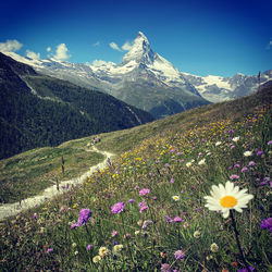 Scenic view of flowering plants on field against sky