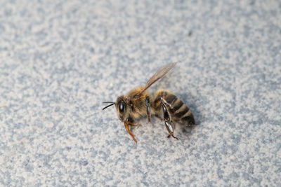 High angle view of bee