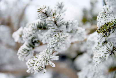 Close-up of snow on tree during winter