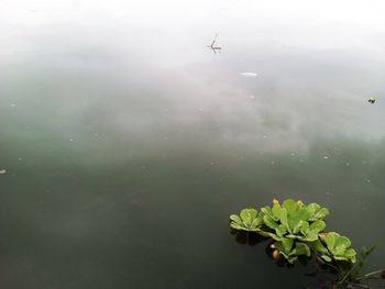 High angle view of plant floating on lake