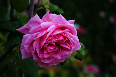 Close-up of pink rose