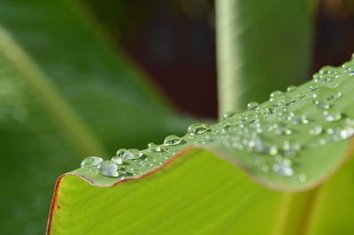 Close-up of raindrops on green leaves