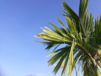 Low angle view of palm tree against clear blue sky