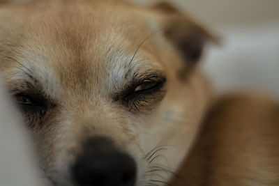 Close-up portrait of a dog