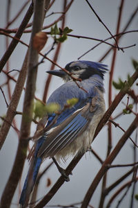 Low angle view of bird perching on branch