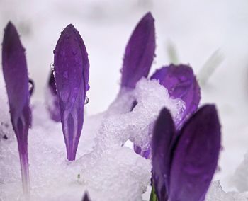 Close-up of water drops on purple flower